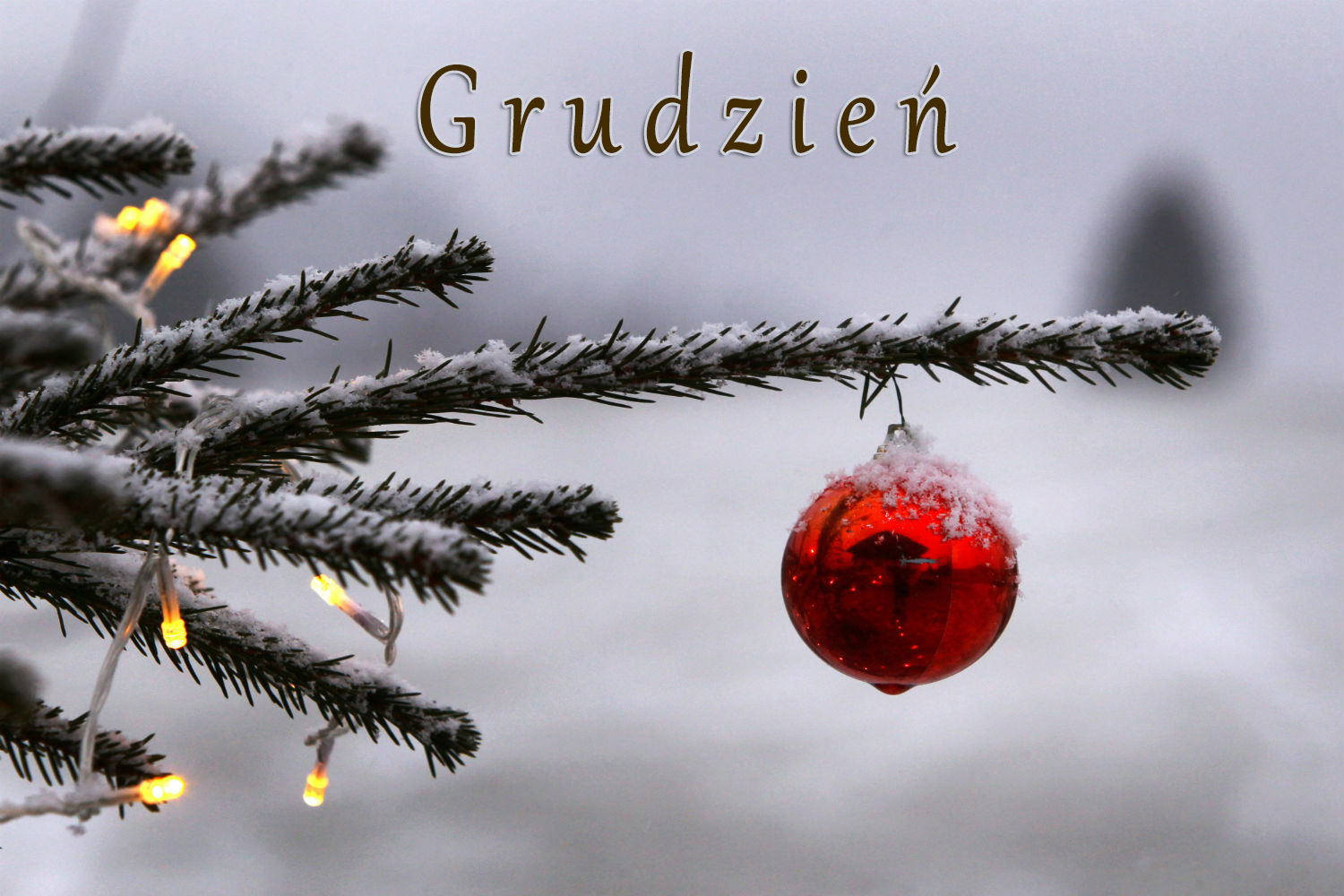 Czerwona bombka na choince grudzień